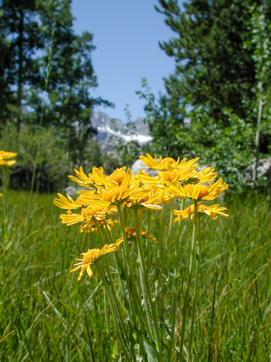 Flowers, Flowers, and More Flowers!