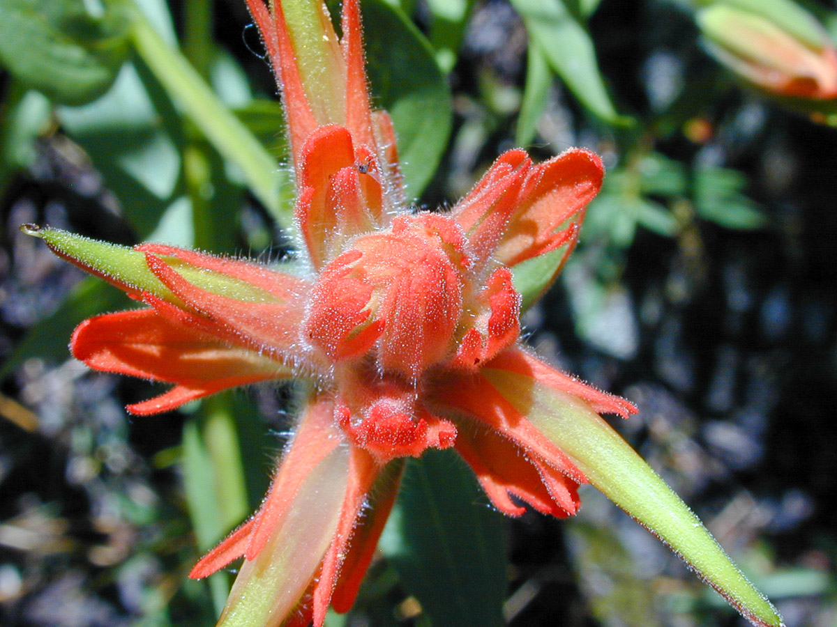 Wildflowers Along the Way